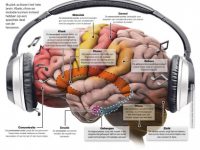 Muziek en ons brein